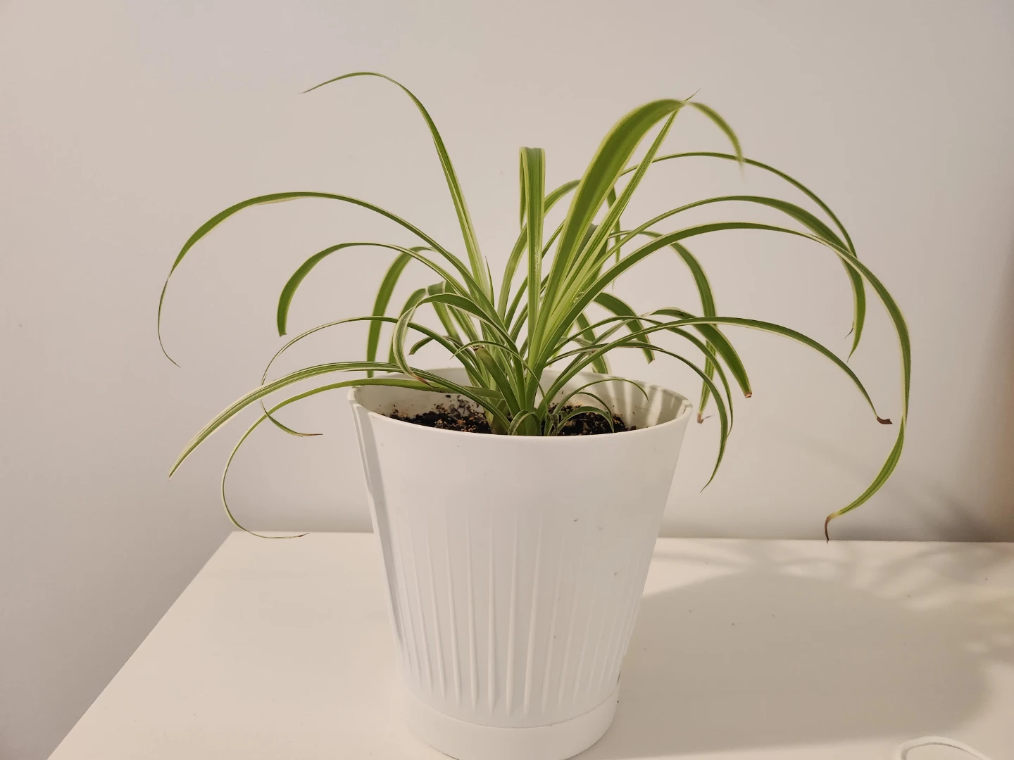 Spider Plant in White Pot