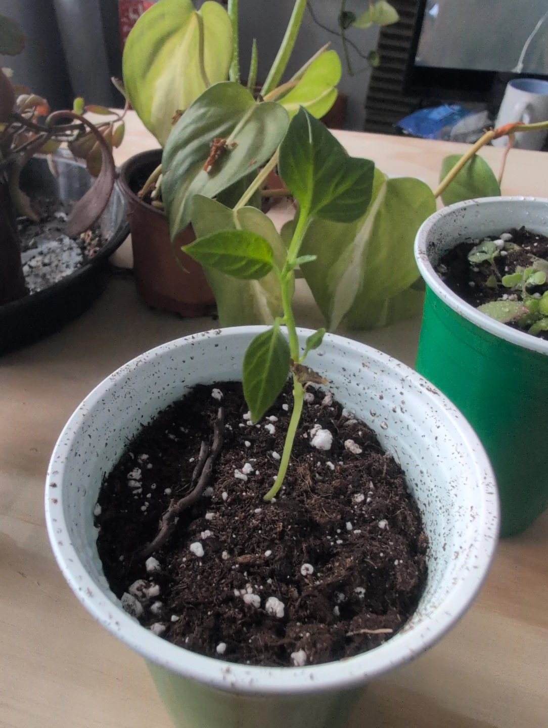 Young Pepper Plant in Pot