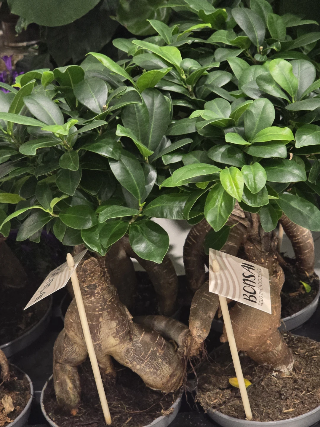 Bonsai Tree