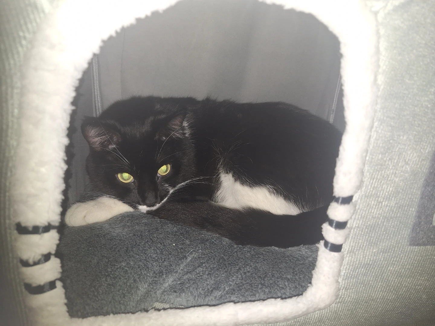 NEW Grey House Cat Bed 😻 - photo 3