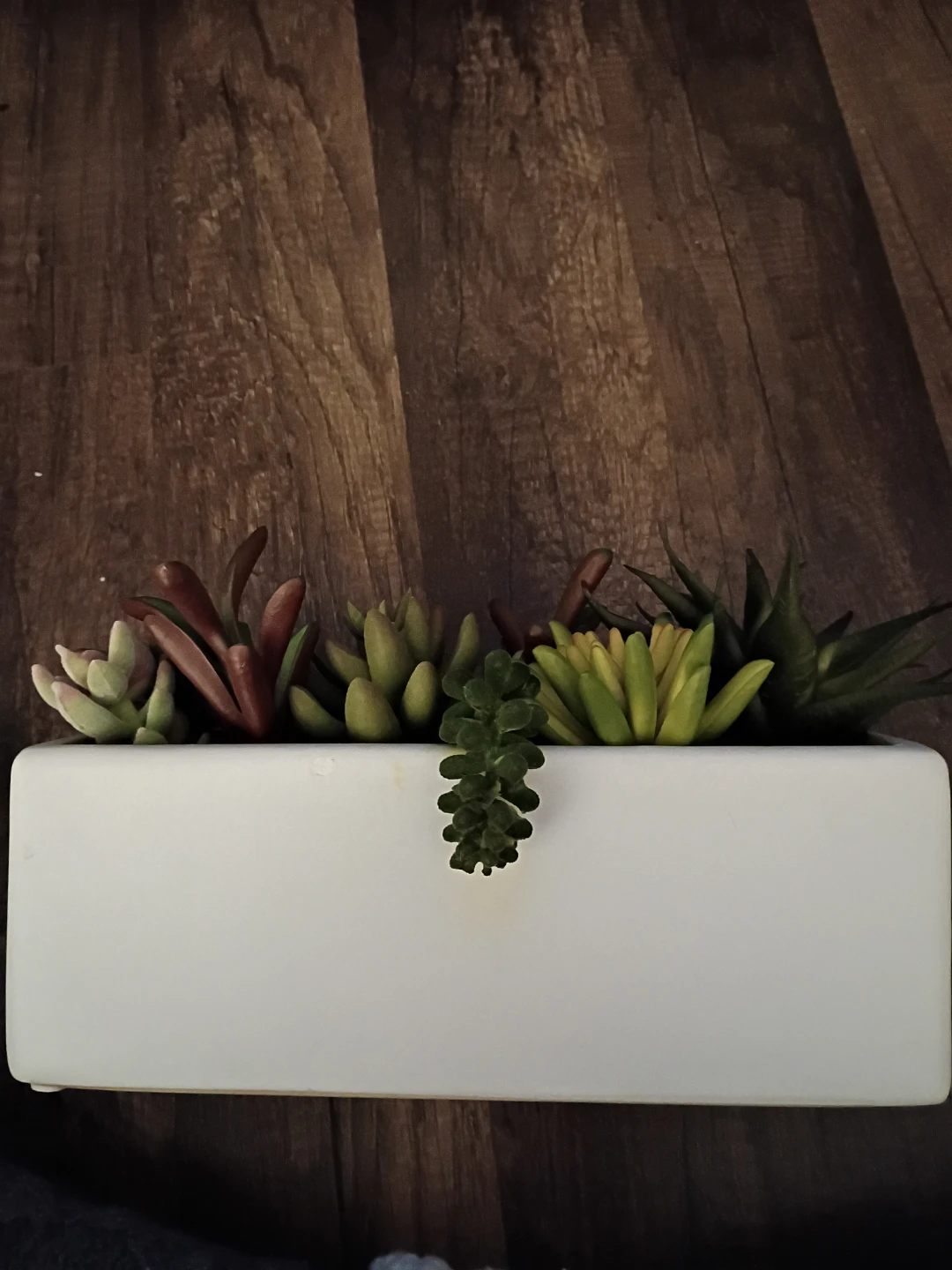 Project 62 Potted Faux Succulent - photo 3
