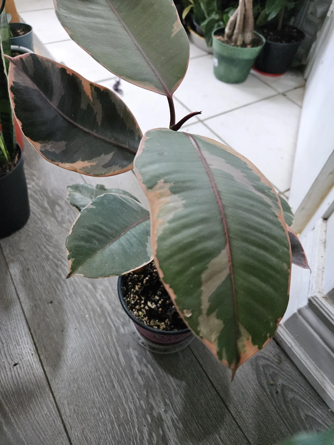 Rubber Plant - photo 3