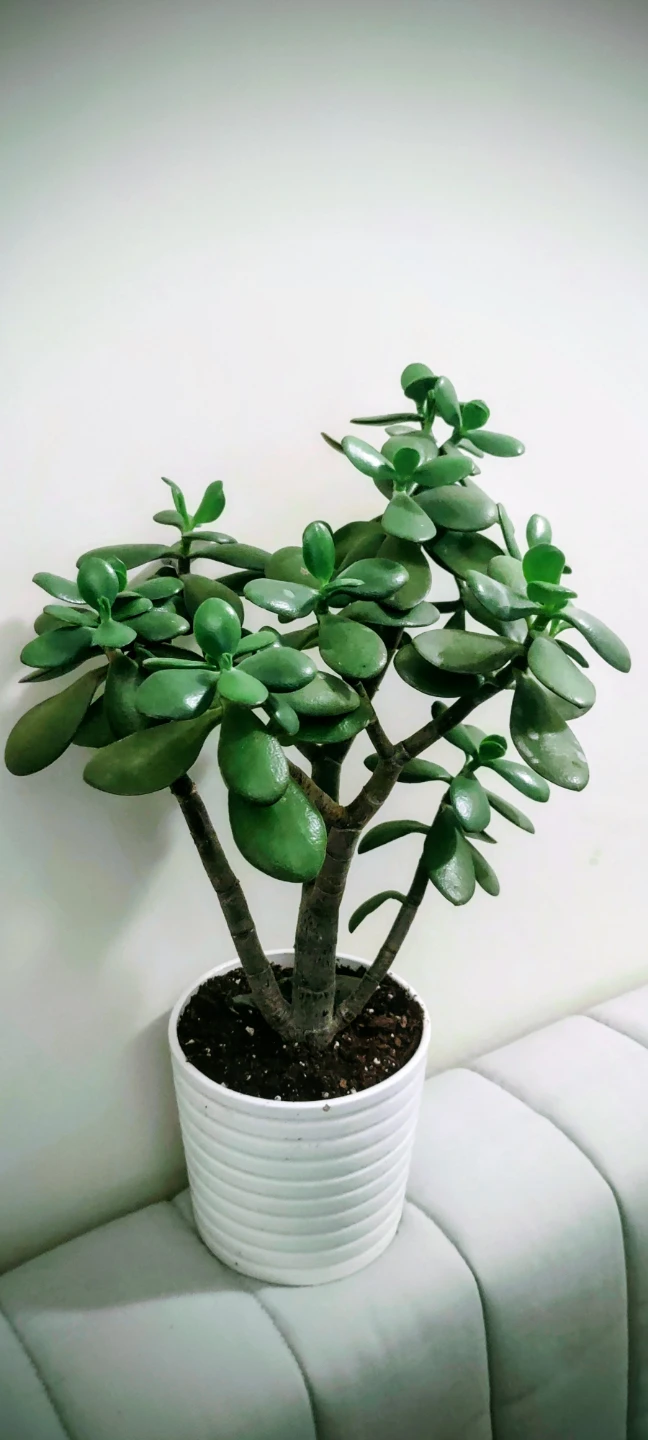 Jade Plant in White Pot- 18.5 inches 🧡
