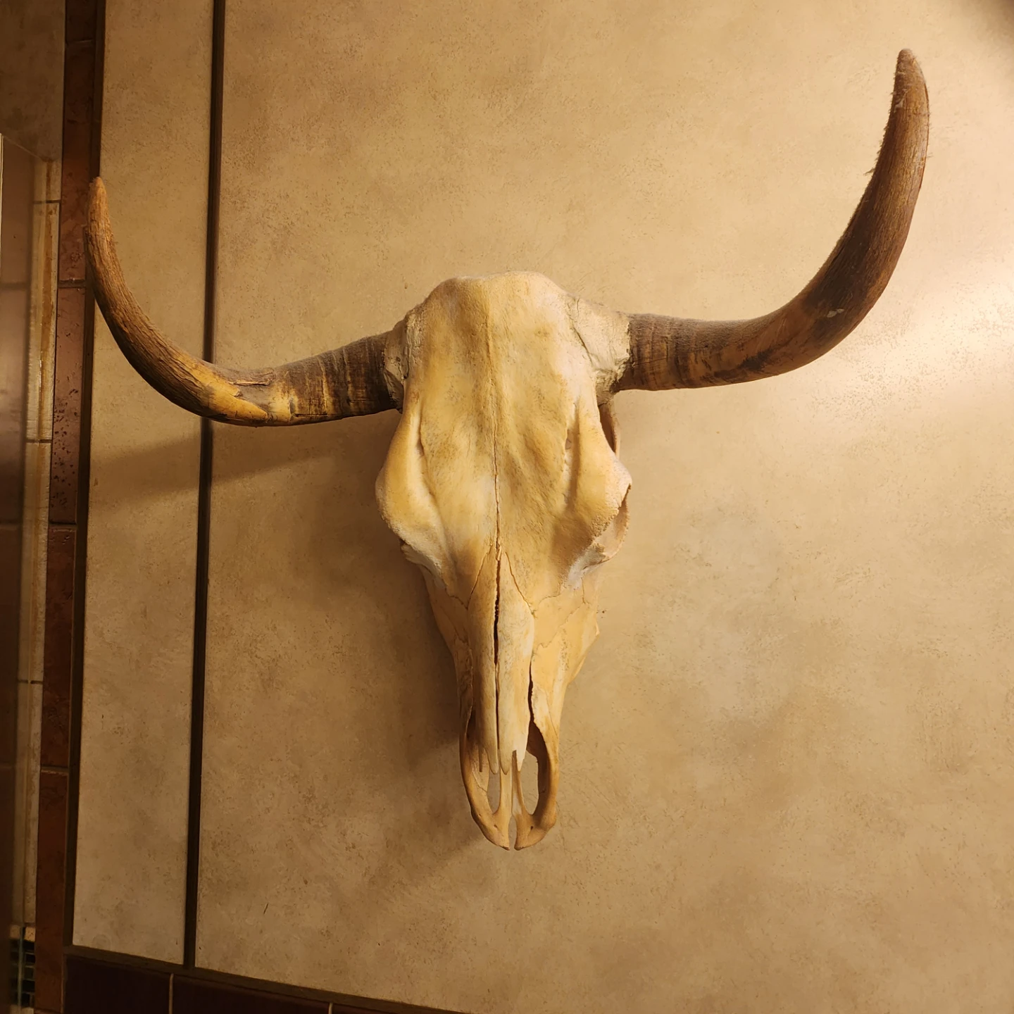 Longhorn skulls