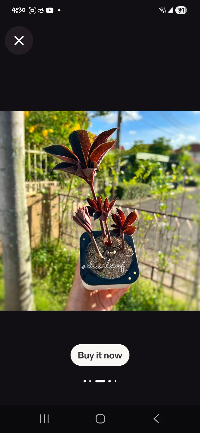 Amorphophallus Atroviridis Bulbs - Rare Tropical Plant✨️🌿 - photo 3
