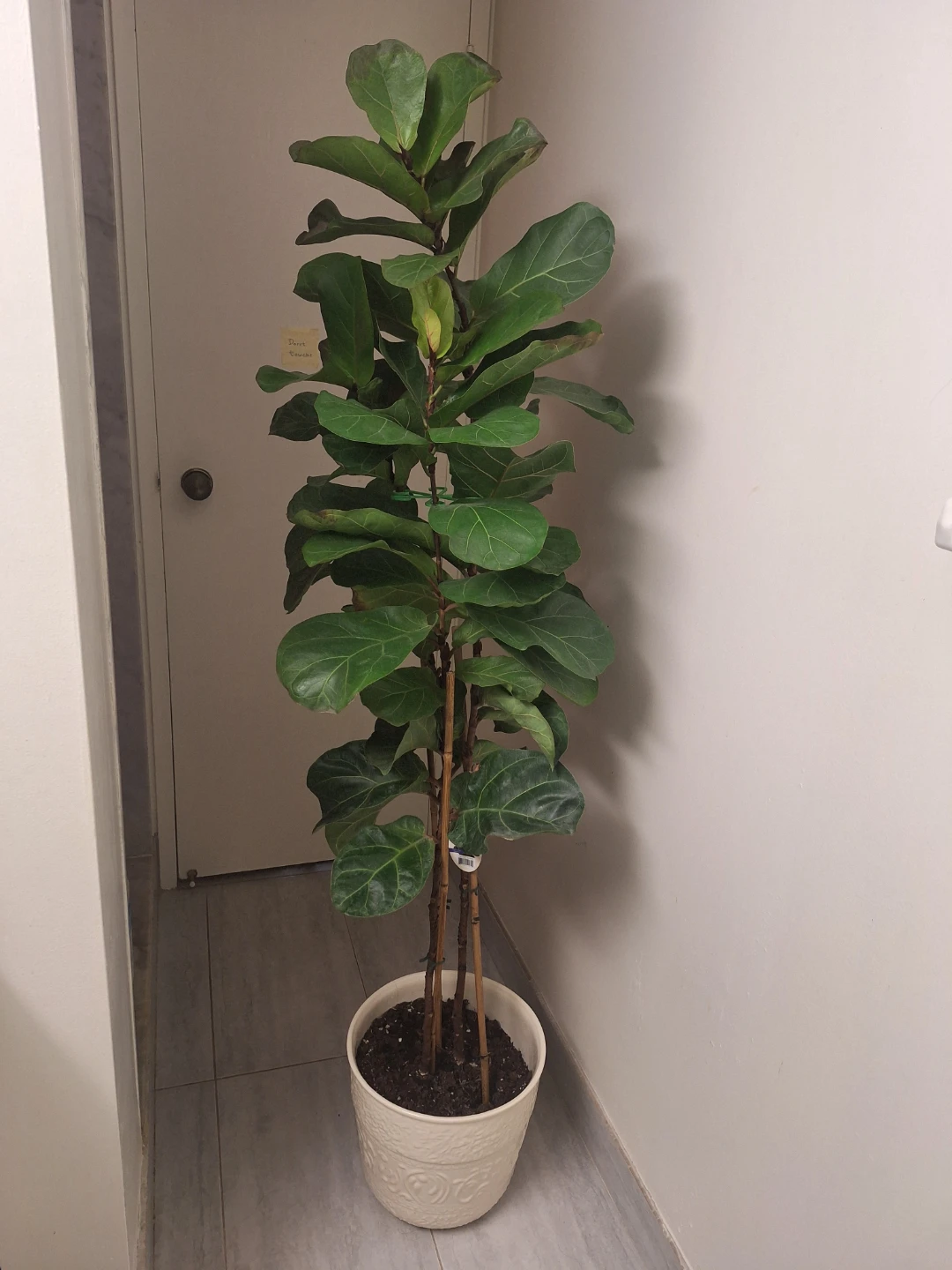 Fiddle Leaf Fig Plant with white ceramic pot - photo 2