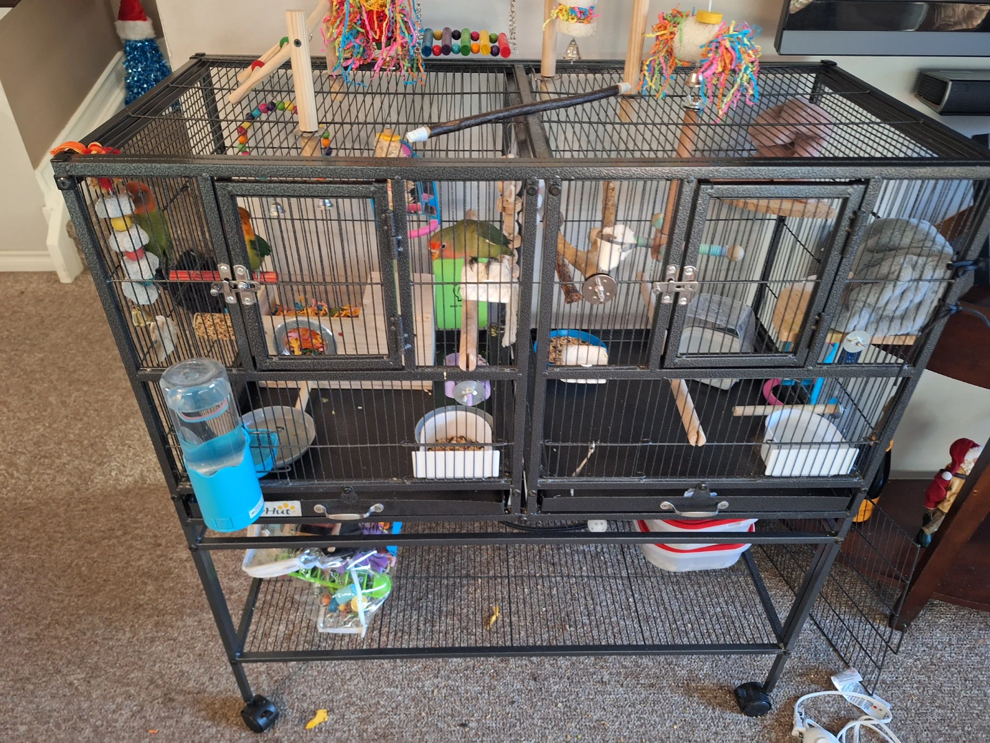 Four baby lovebirds for free