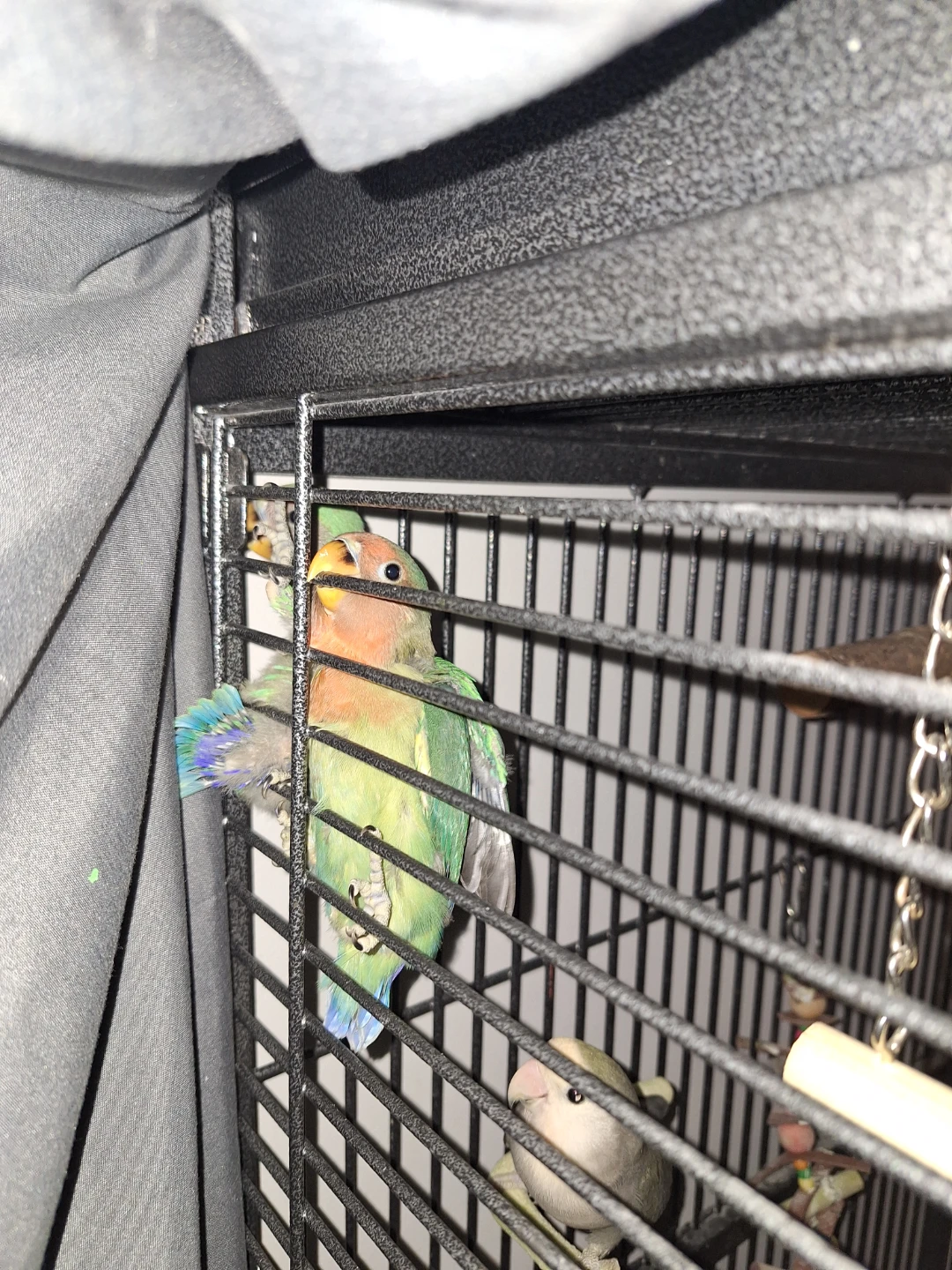 Four baby lovebirds for free - photo 2