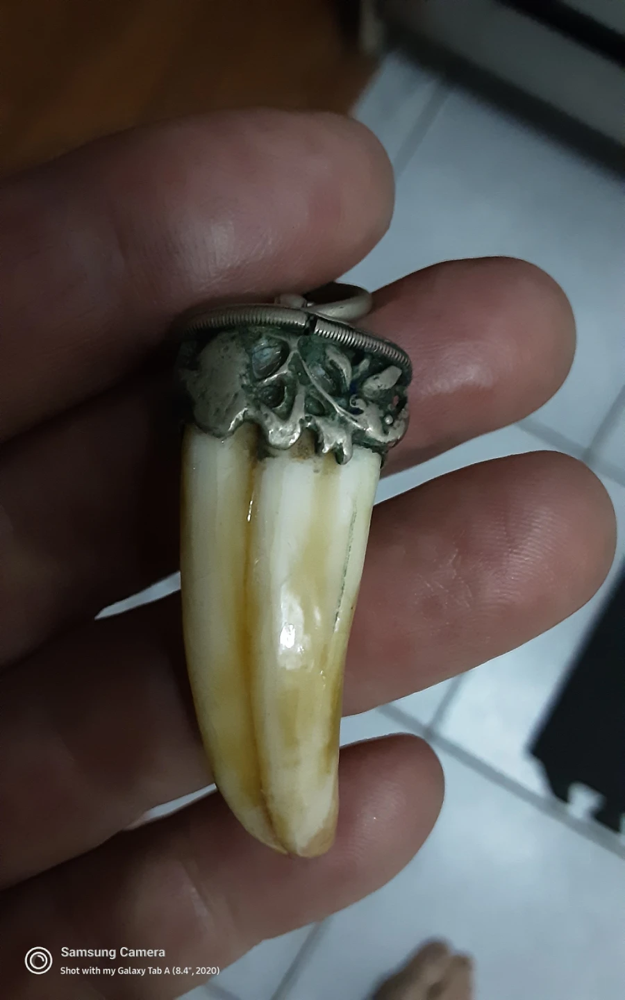 Animal tusk  Pendant Necklace, Silver holder - photo 3