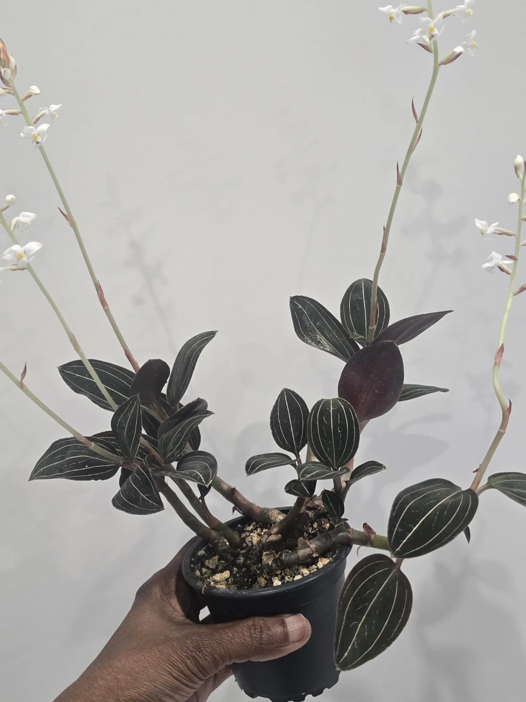 Jewel Orchid Plant - photo 5