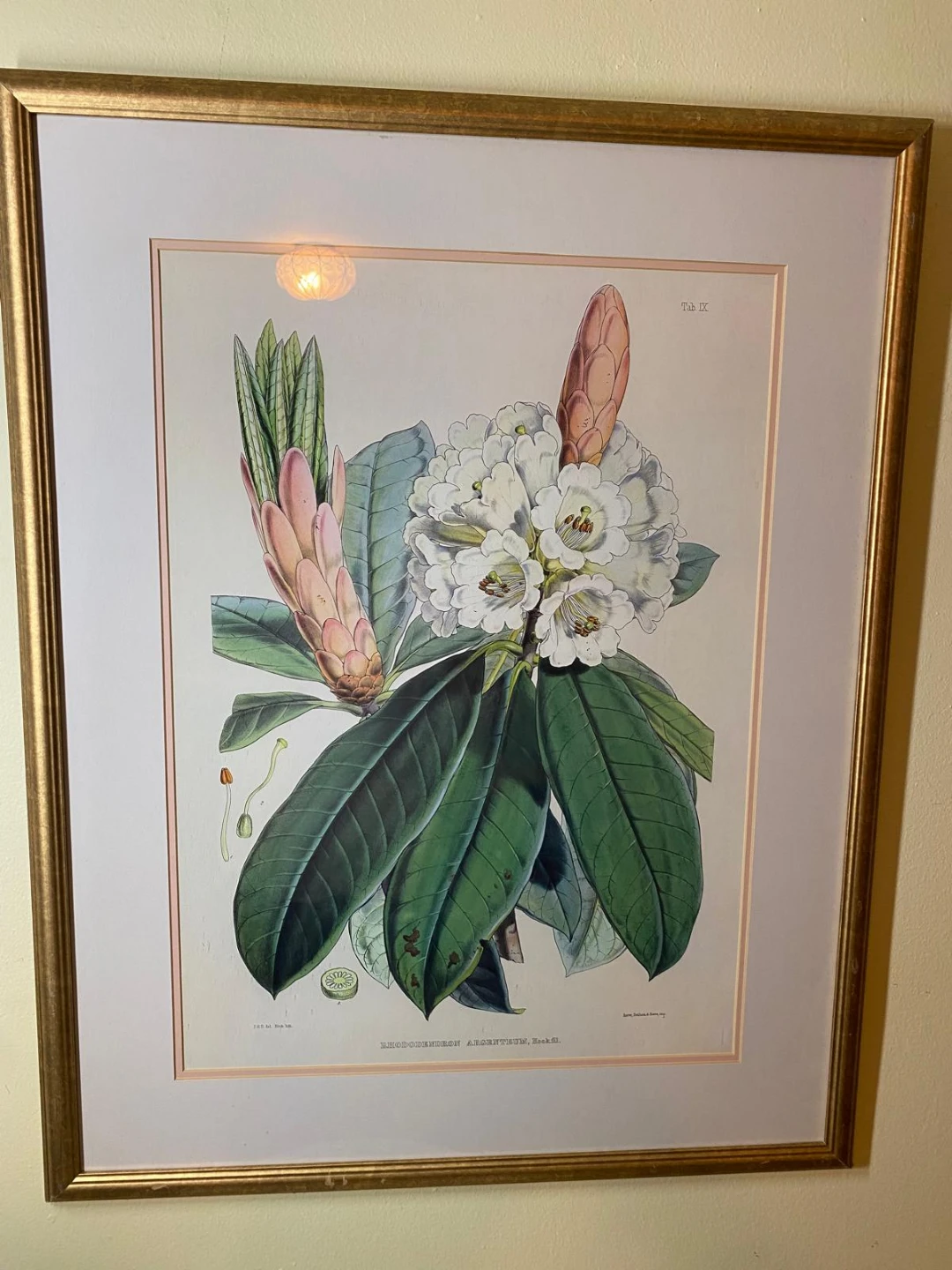 Framed Rhododendron Argenteum Botanical Print