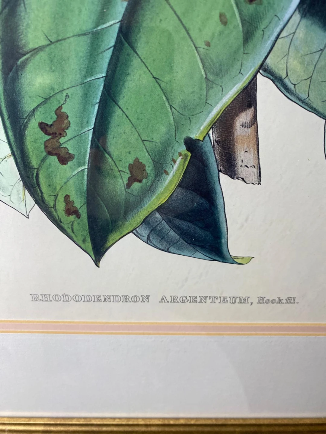 Framed Rhododendron Argenteum Botanical Print - photo 4