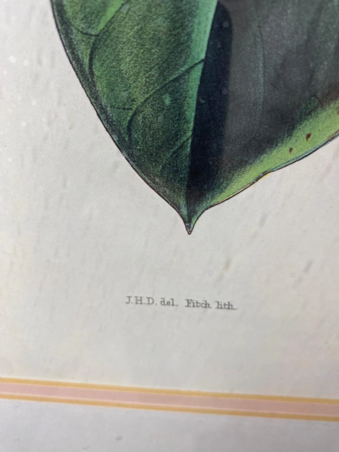Framed Rhododendron Argenteum Botanical Print - photo 5