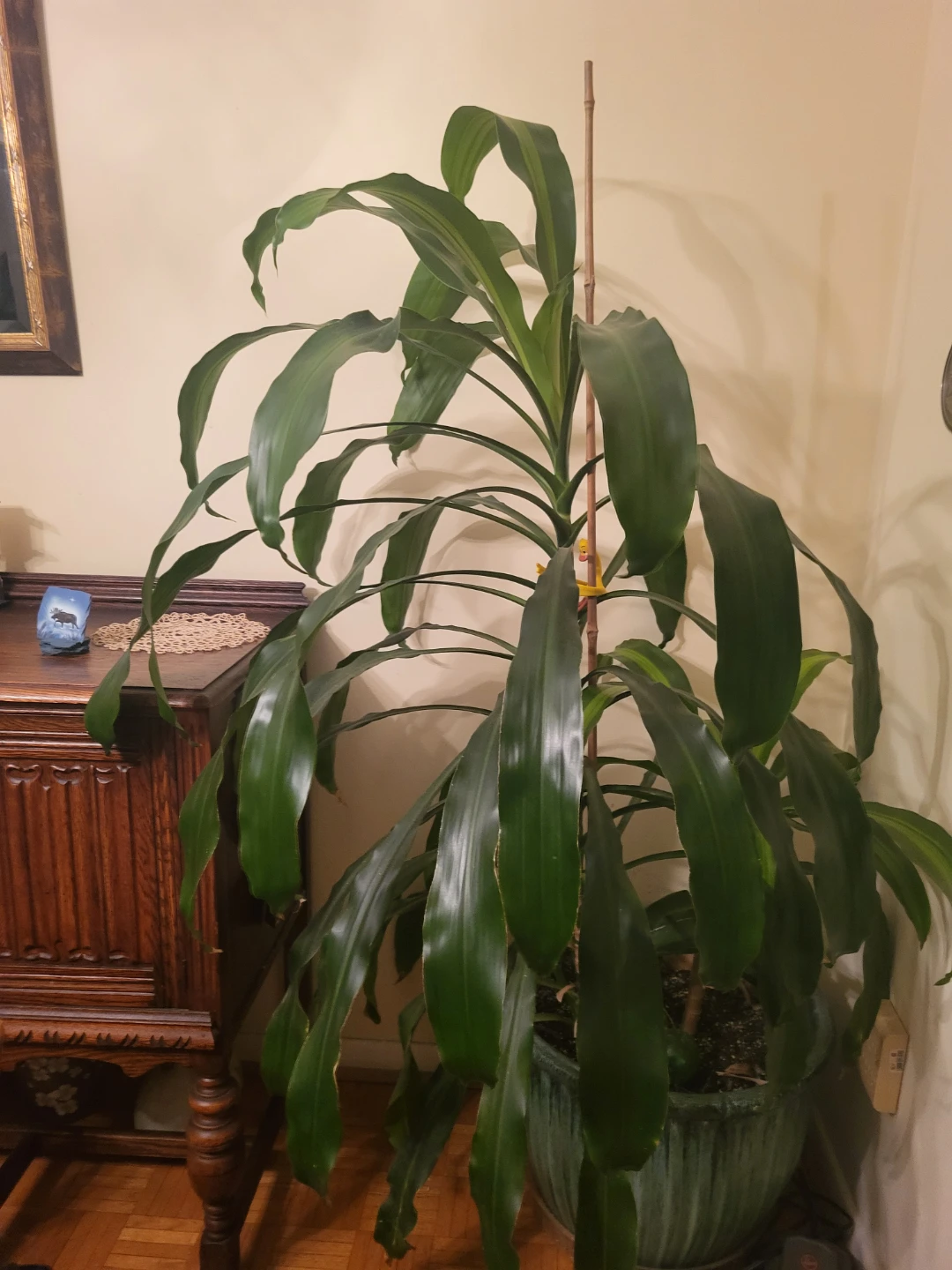 Indoor Corn Plant