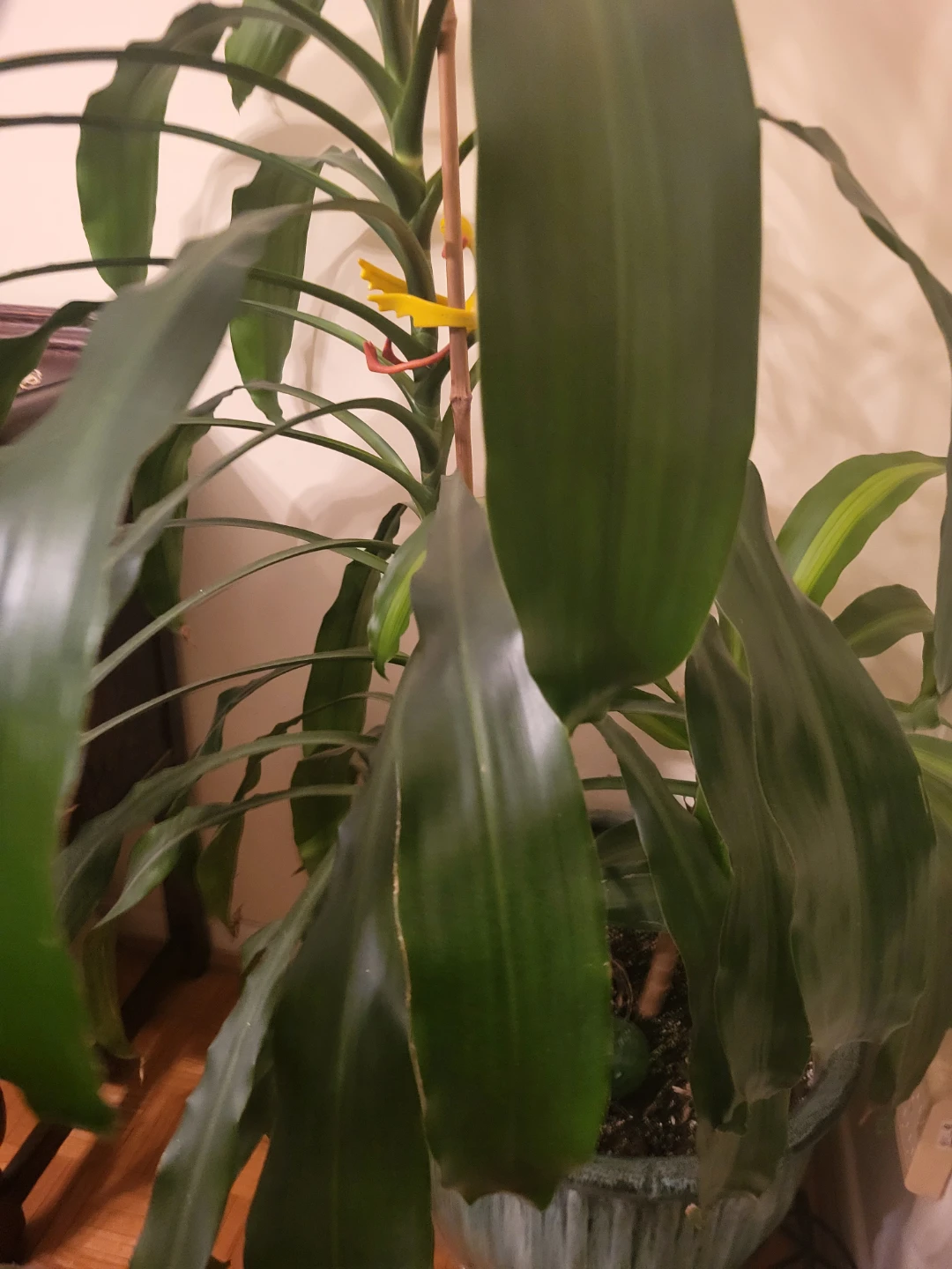 Indoor Corn Plant - photo 2