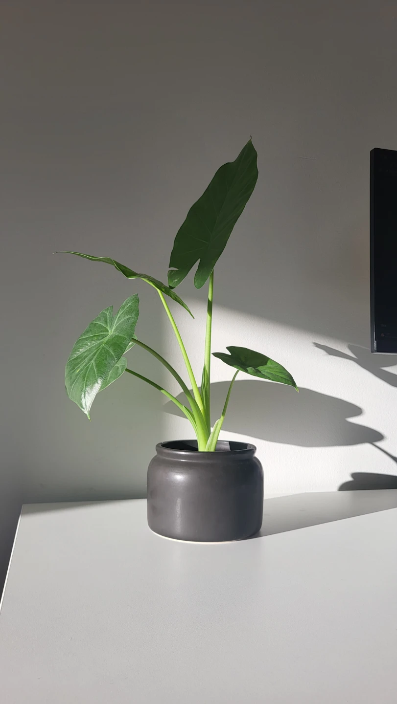 Elephant Ear Plant
