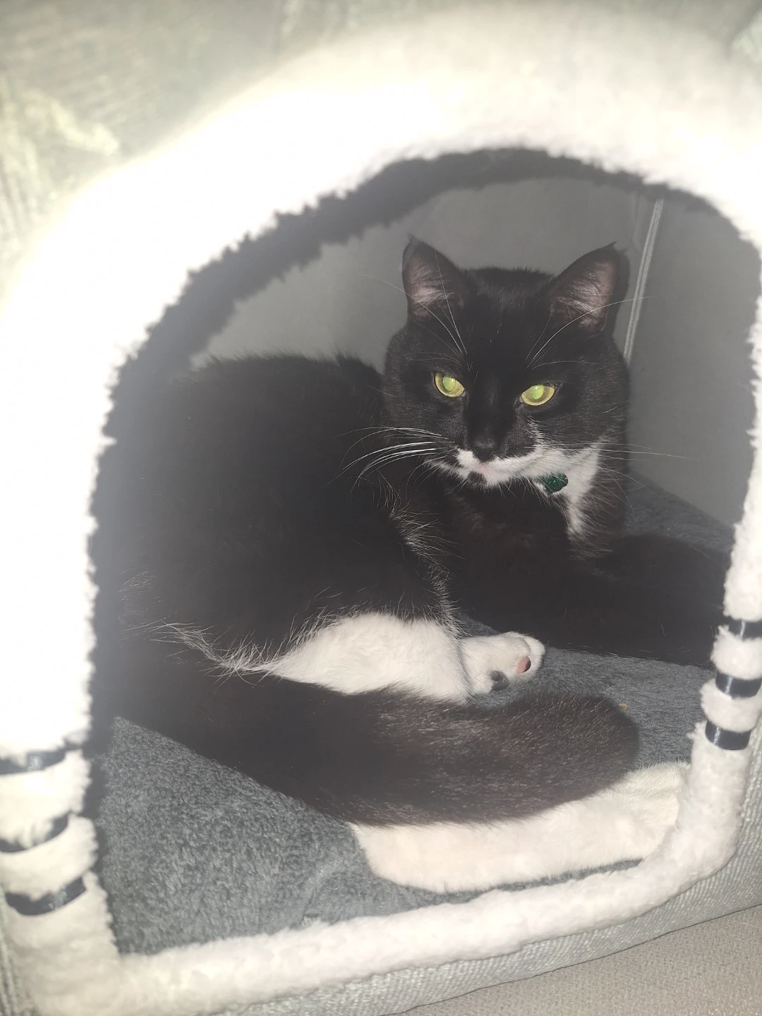 NEW Grey House Cat Bed 😻 - photo 2
