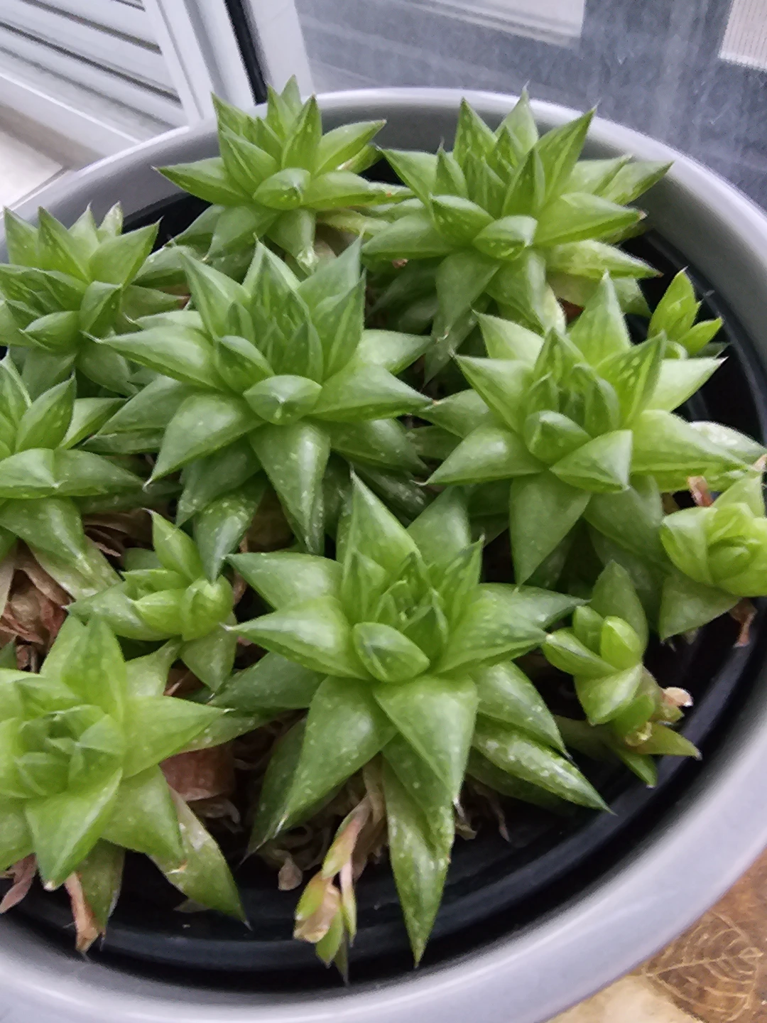 Haworthia Retusa Star Cactus Pups - photo 2