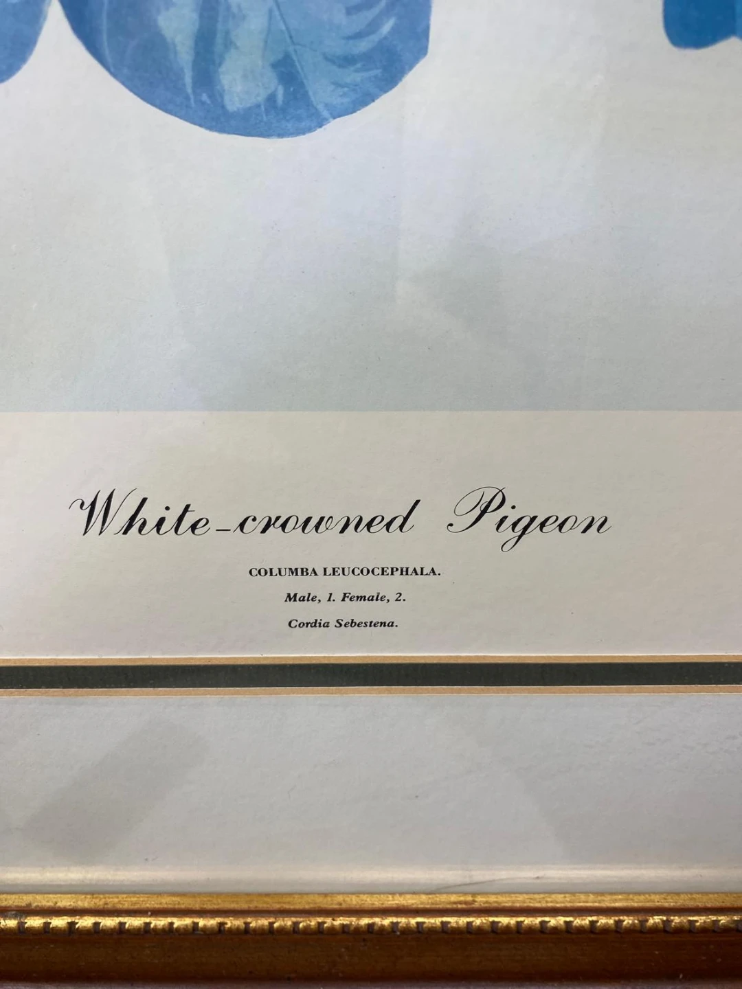 J.J. Audubon 'White-crowned Pigeon' Print - photo 2