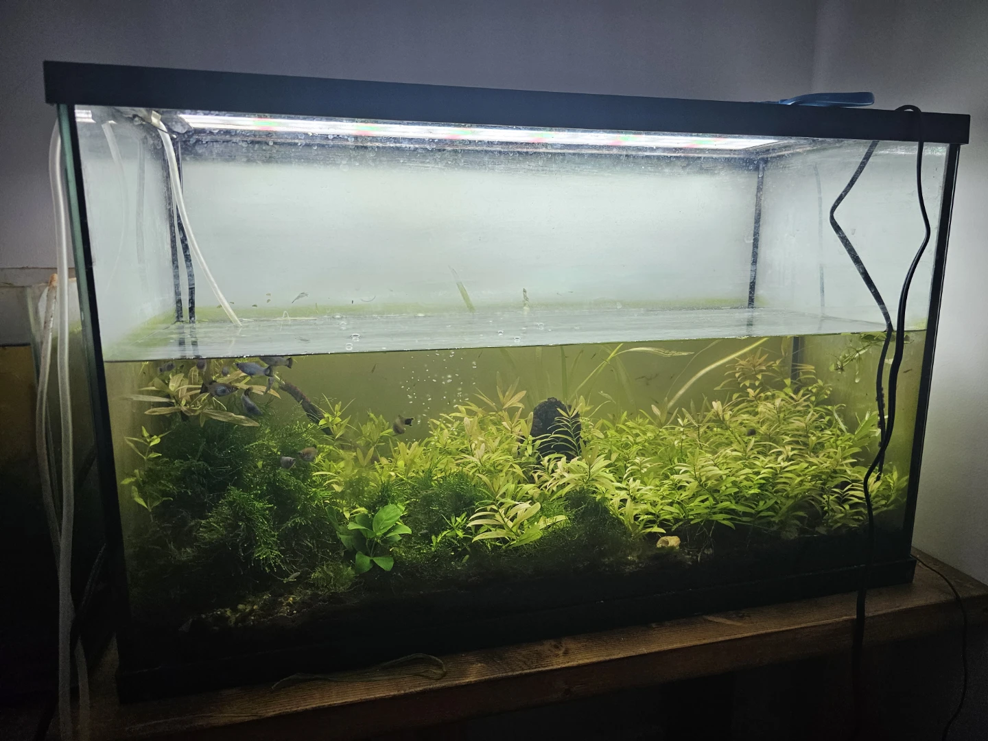 Fish Tank with Plants and everything in it - photo 2