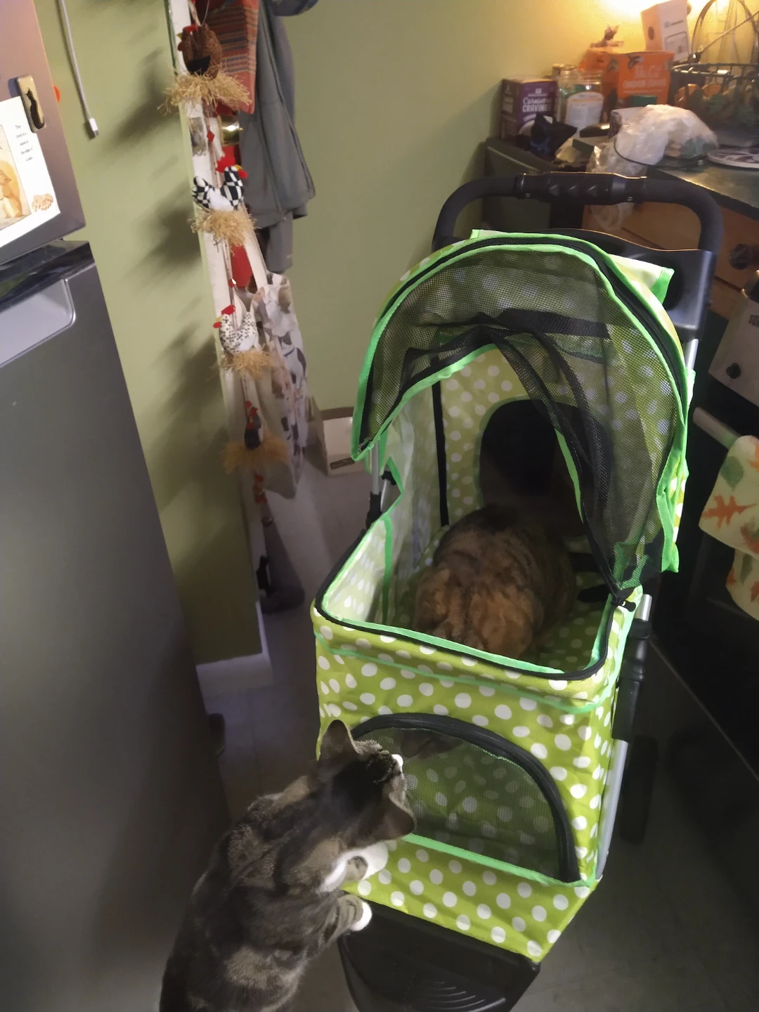 Green & White Polka Dot Pet Stroller - photo 4
