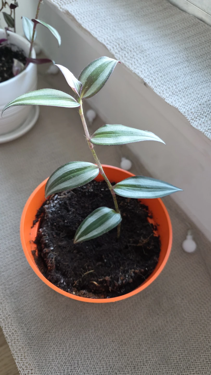 Indoor Plant WITH Pot