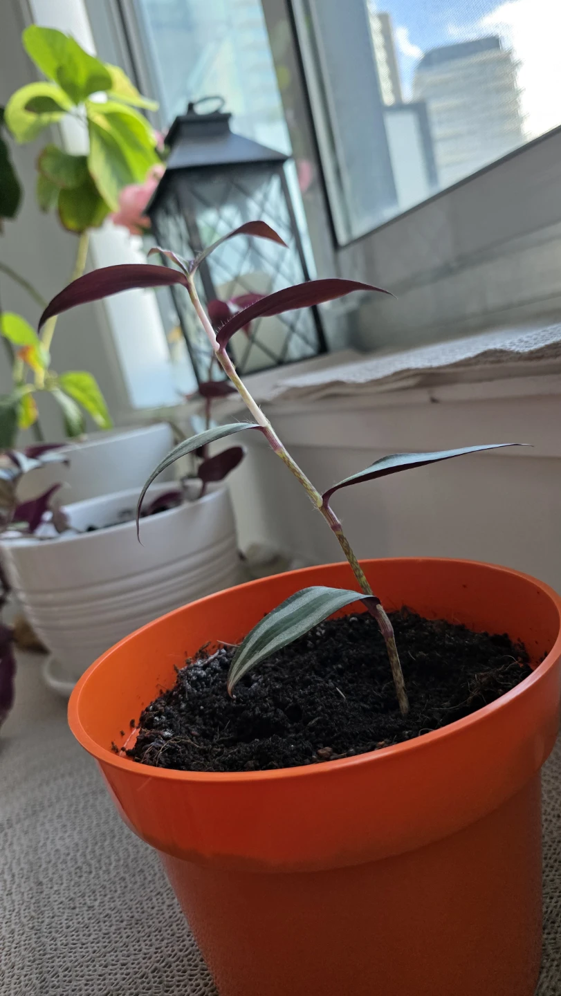 Indoor Plant WITH Pot - photo 2