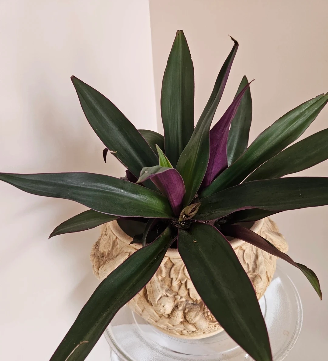 Tradescantia Spathacea Plant (Oyster Plant) - photo 2