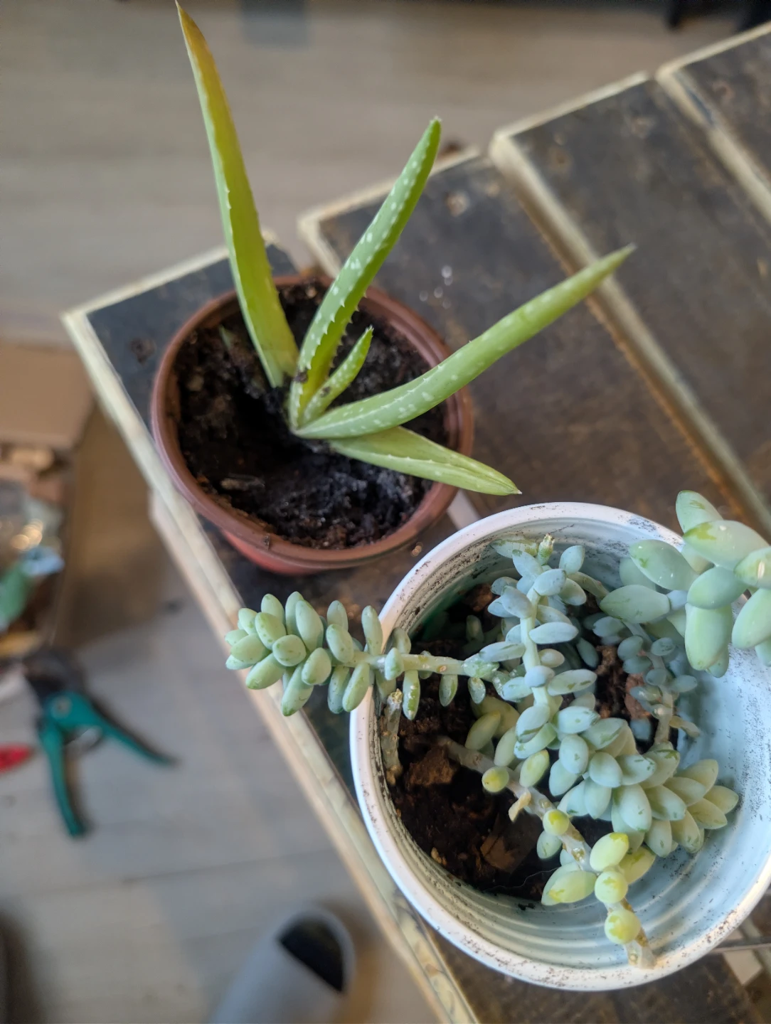 Aloe Vera and Succulent Plants🥕