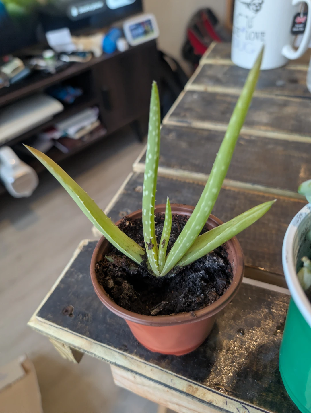 Aloe Vera and Succulent Plants🥕 - photo 2