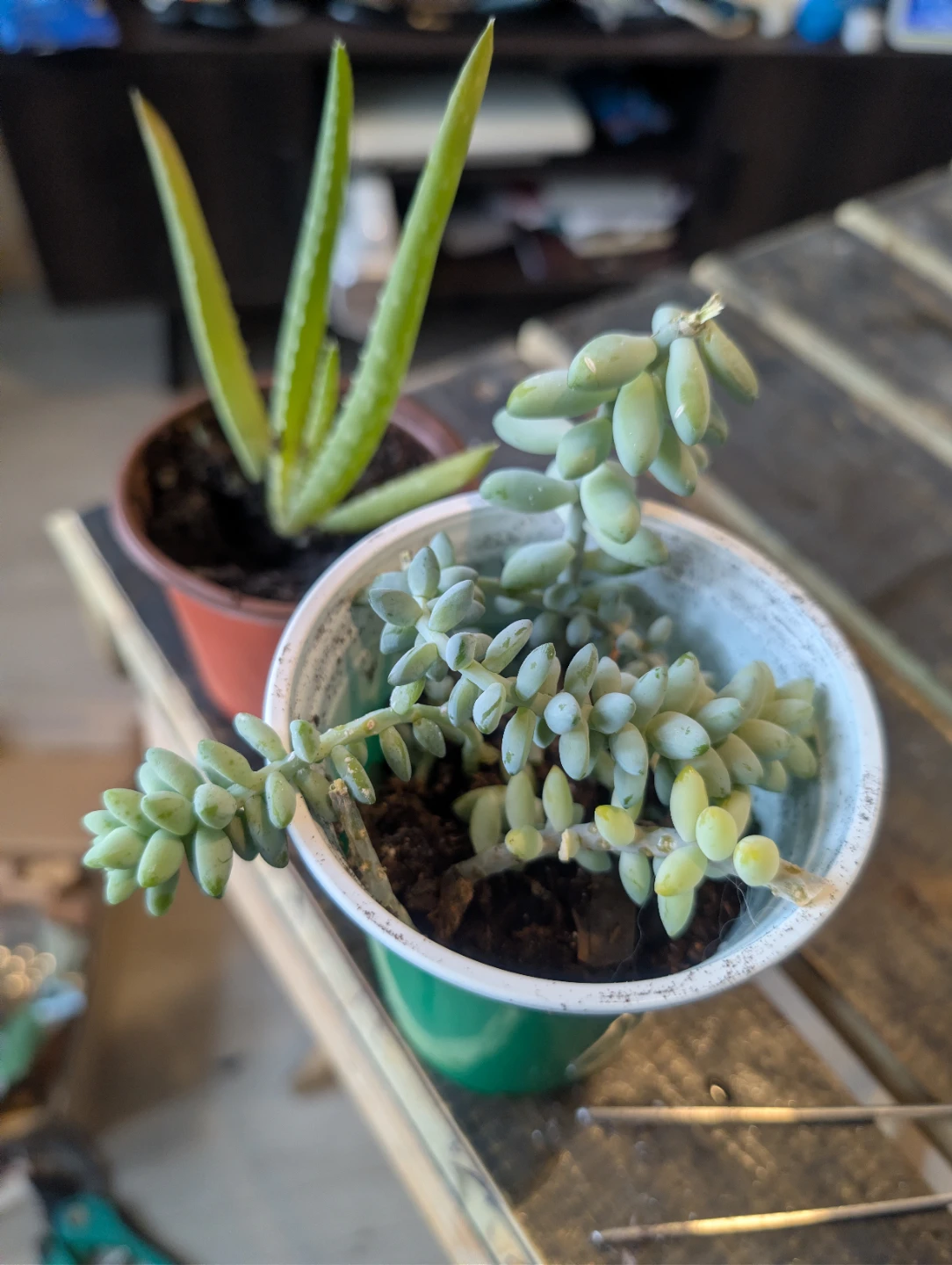 Aloe Vera and Succulent Plants🥕 - photo 3