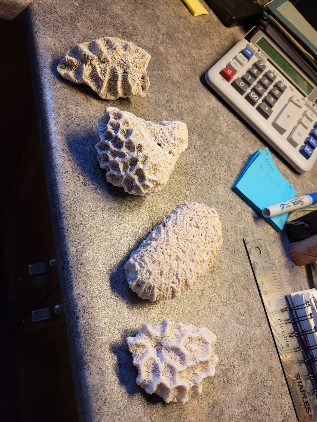Natural Coral Pieces (Set of 4) just $10 Cash
