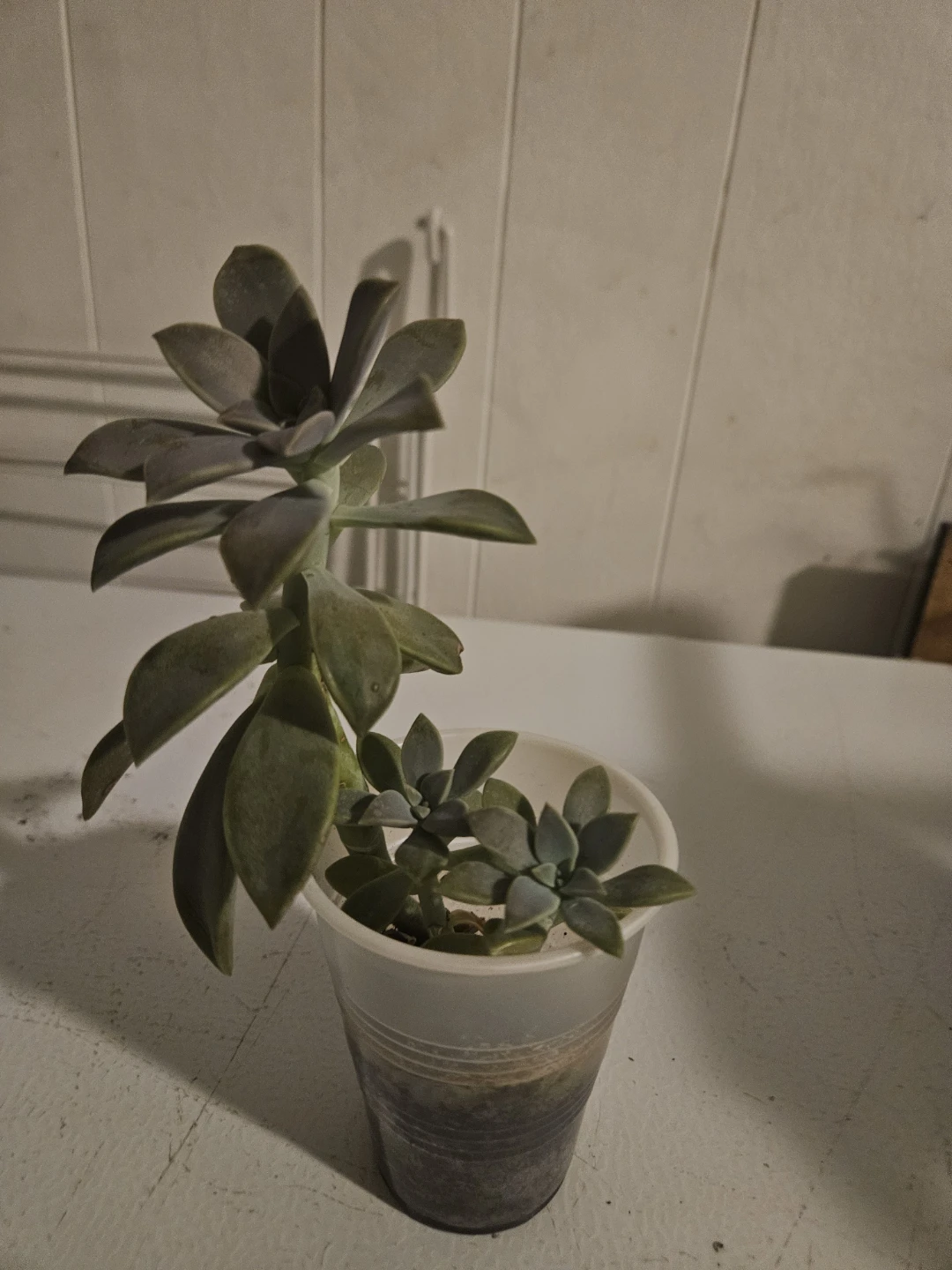 Echeveria Succulent Plant