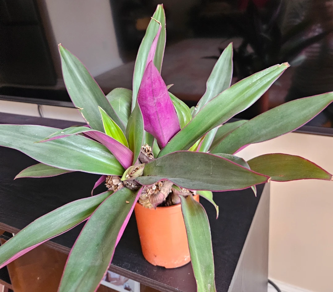 Tradescantia Spathacea Plant (Oyster Plant)