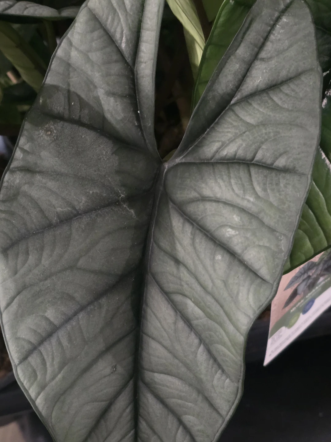 Alocasia quicksilver, Live Houseplant