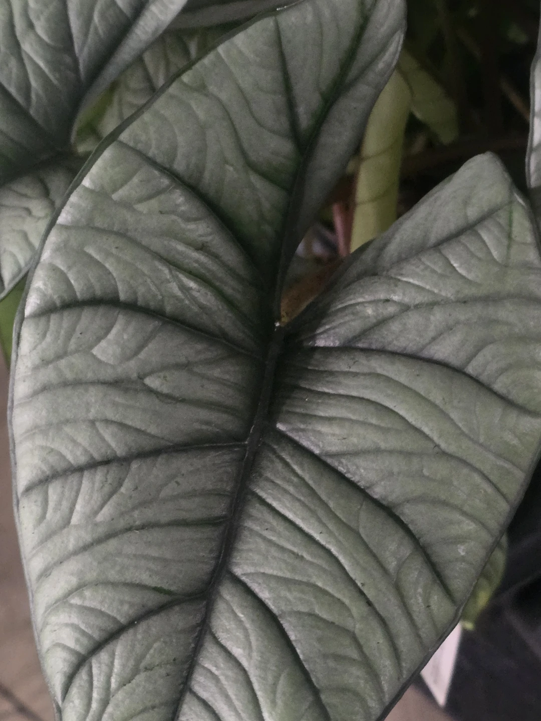 Alocasia quicksilver, Live Houseplant - photo 2