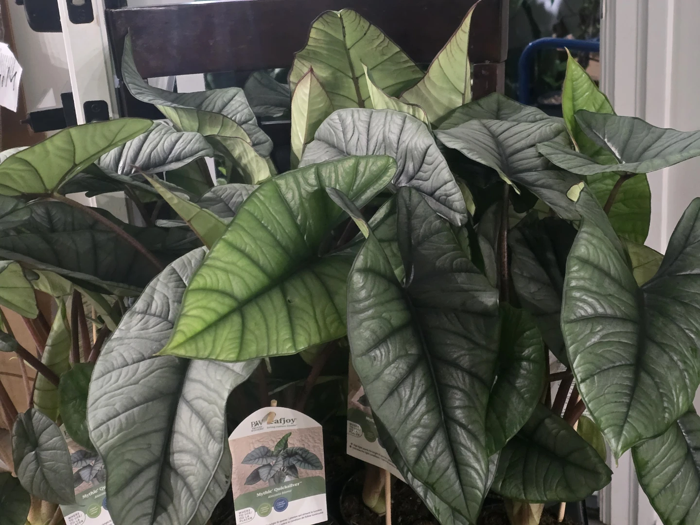 Alocasia quicksilver, Live Houseplant - photo 3