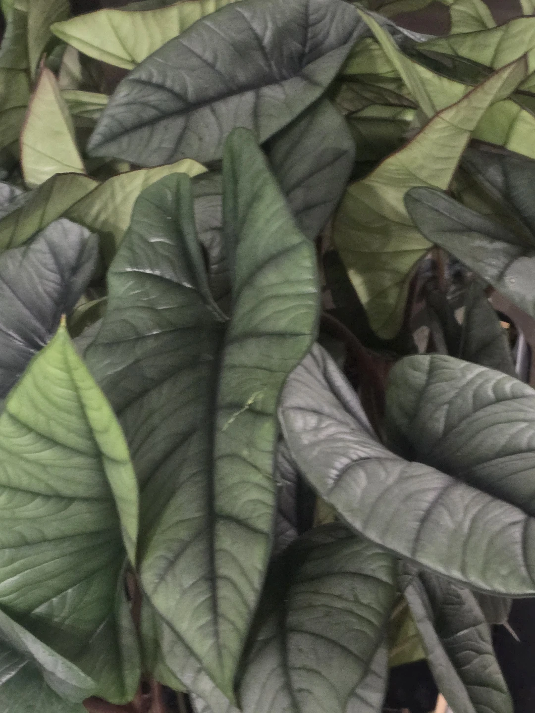 Alocasia quicksilver, Live Houseplant - photo 4