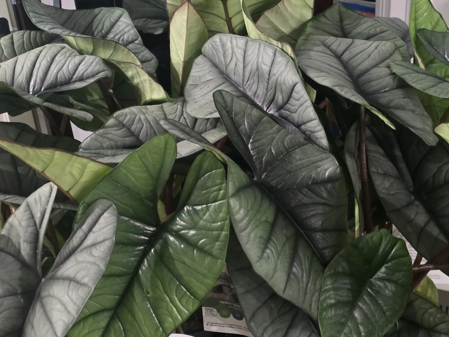Alocasia quicksilver, Live Houseplant - photo 5