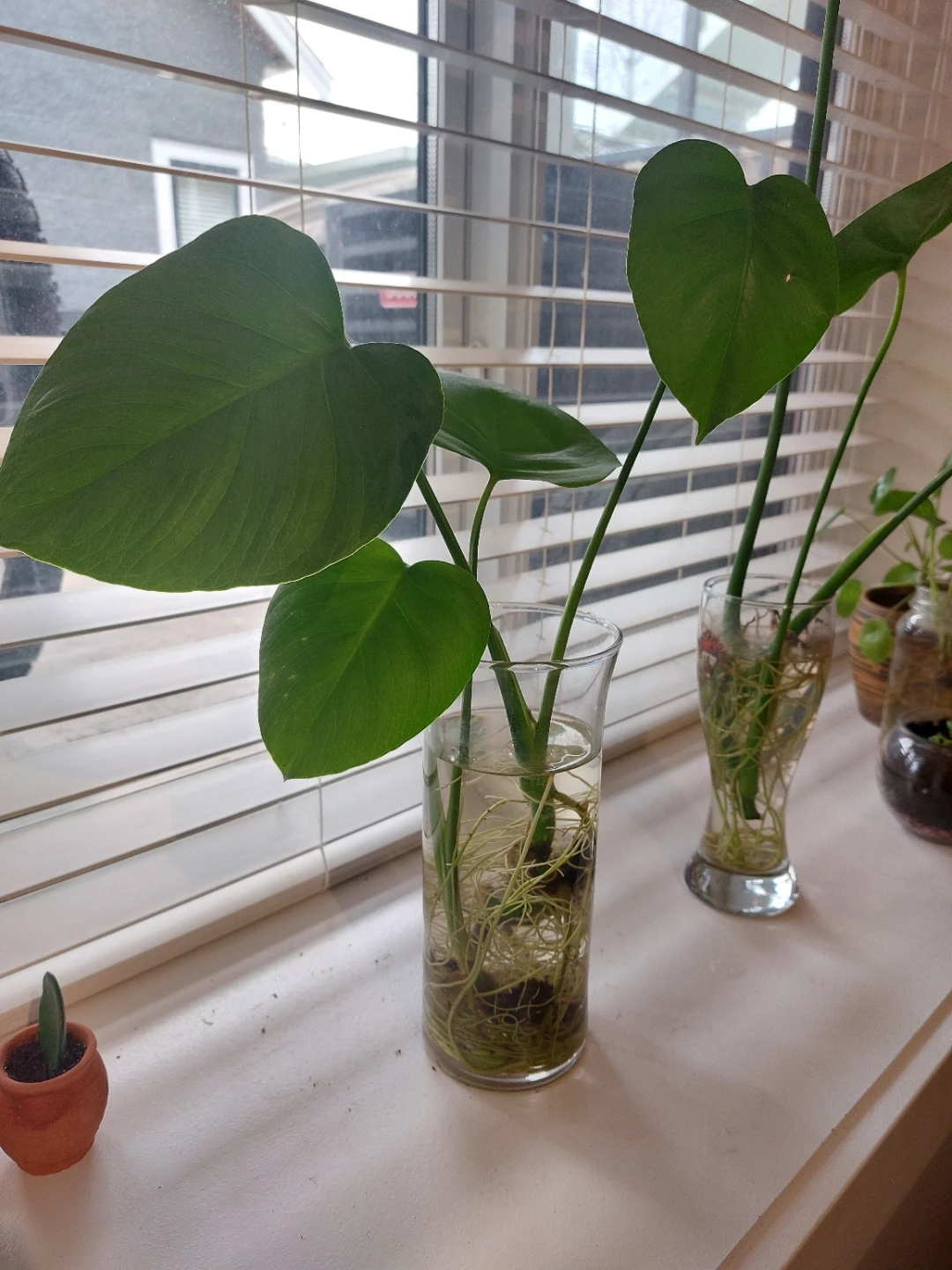 3 cute Monsteras - $10 for all - photo 2