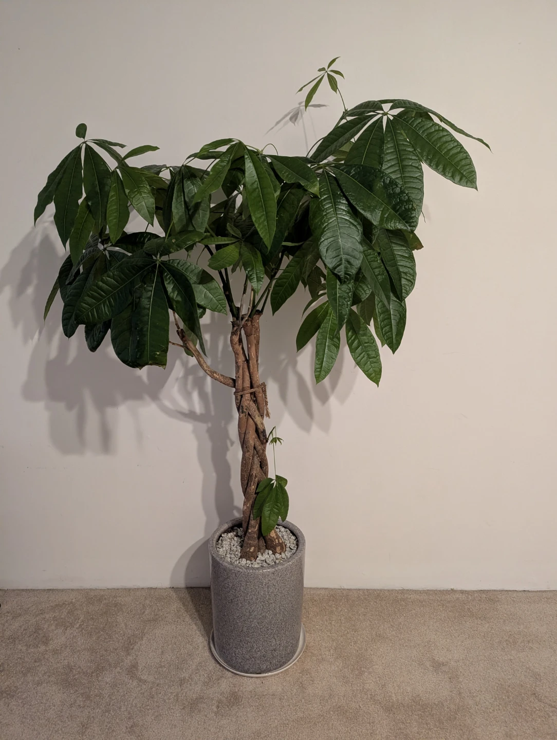 Money Tree Plant in Grey Pot