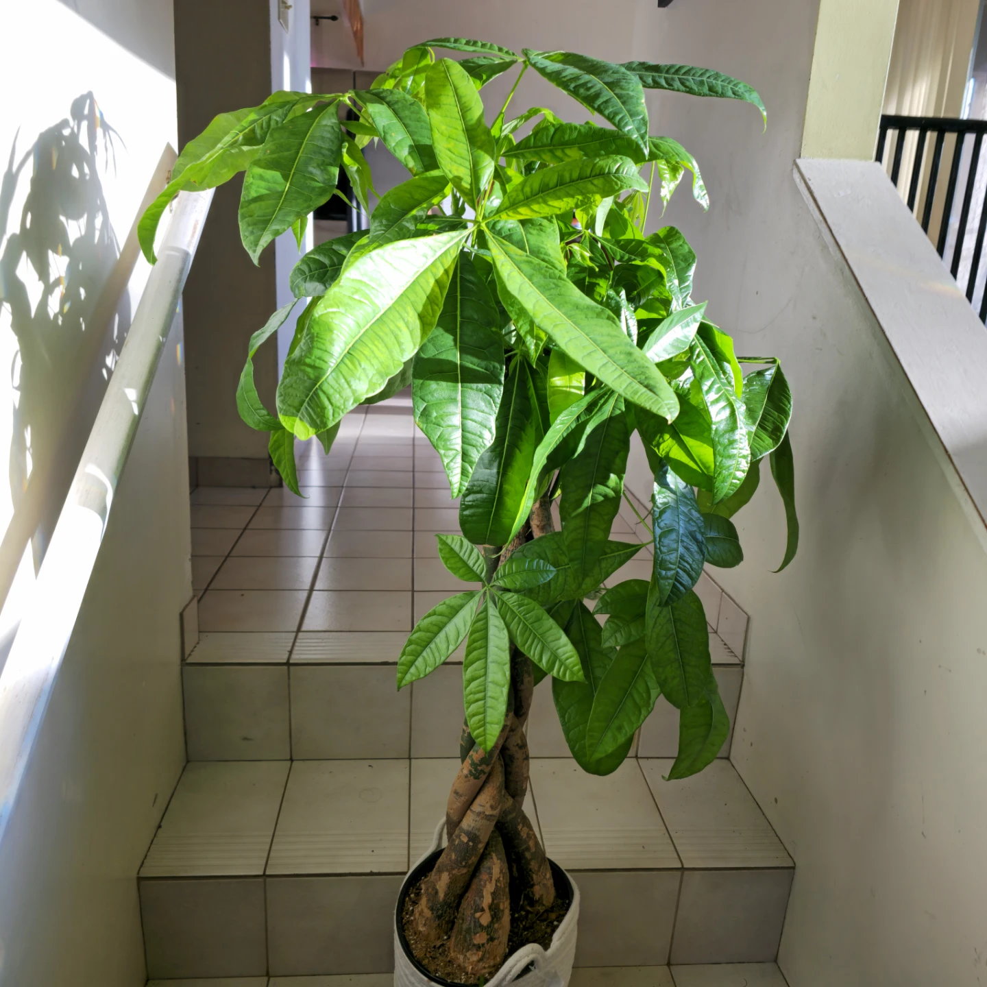 BIG Money Tree | 4.7' Lucky Houseplant | 🟢 FREE LOCAL DELIVERY!