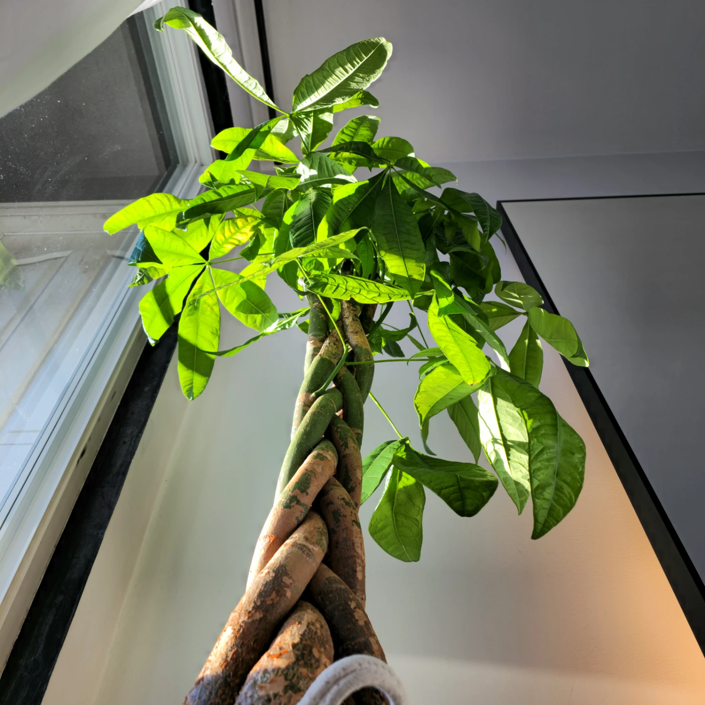 BIG Money Tree | 4.7' Lucky Houseplant | 🟢 FREE LOCAL DELIVERY! - photo 2