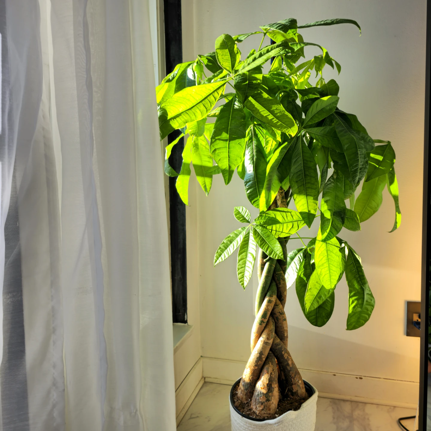 BIG Money Tree | 4.7' Lucky Houseplant | 🟢 FREE LOCAL DELIVERY! - photo 3