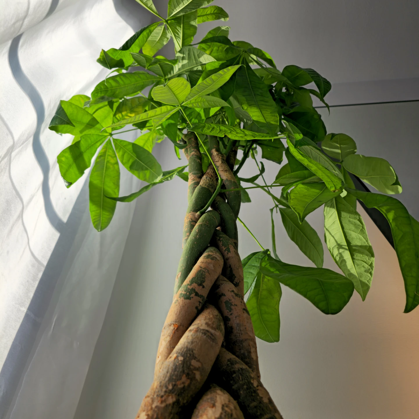 BIG Money Tree | 4.7' Lucky Houseplant | 🟢 FREE LOCAL DELIVERY! - photo 4