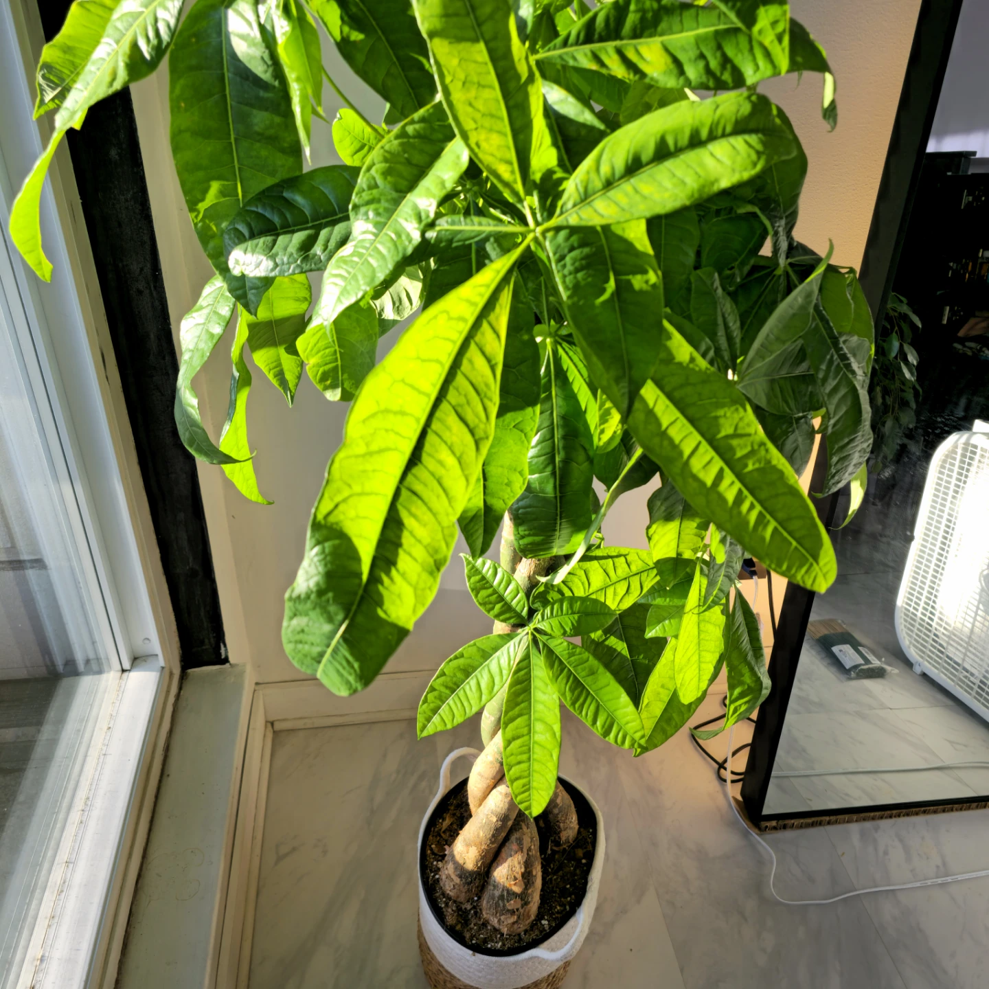 BIG Money Tree | 4.7' Lucky Houseplant | 🟢 FREE LOCAL DELIVERY! - photo 5
