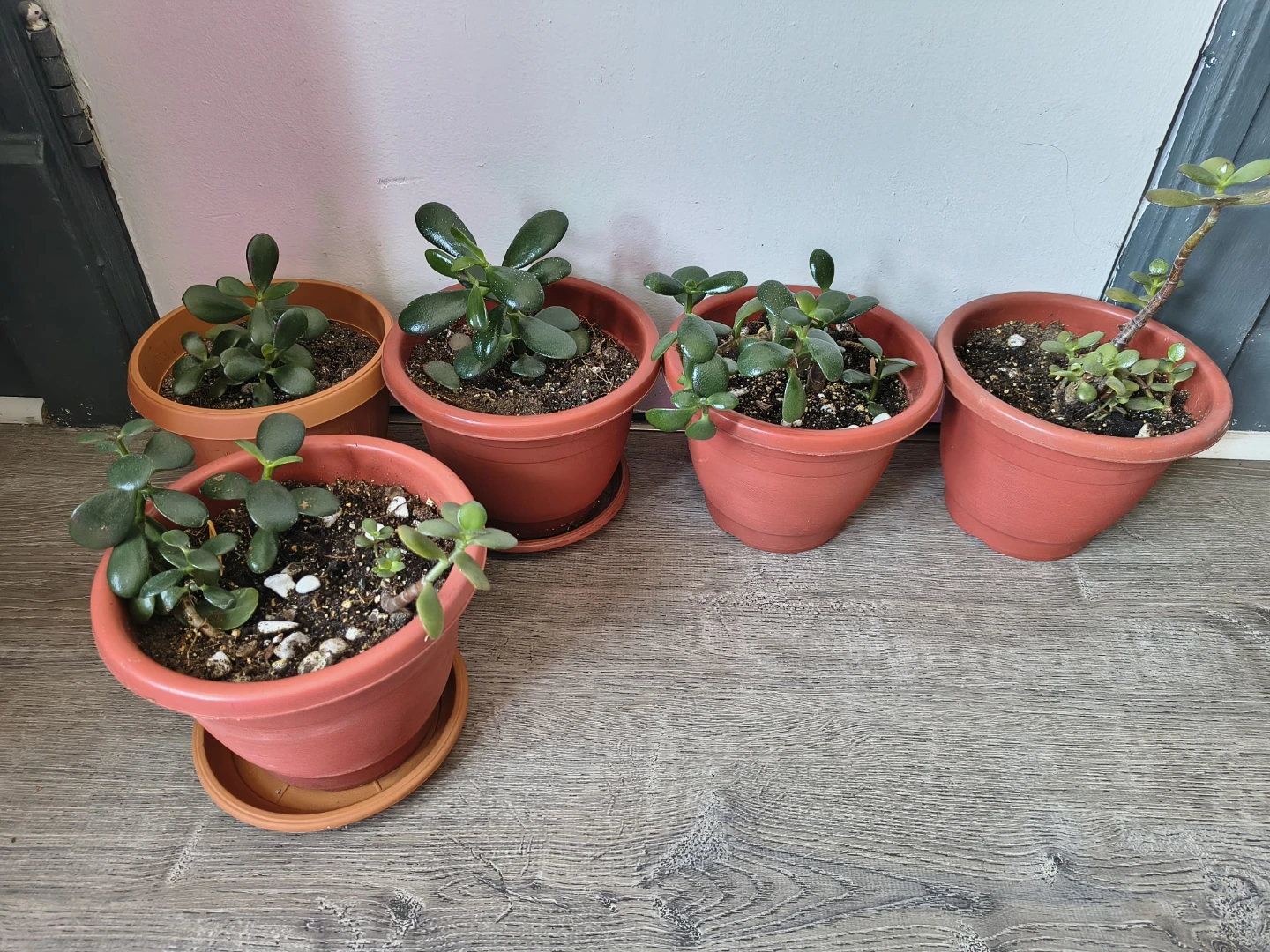 5 Jade Plants in Pots. $8 each  cada una a $8