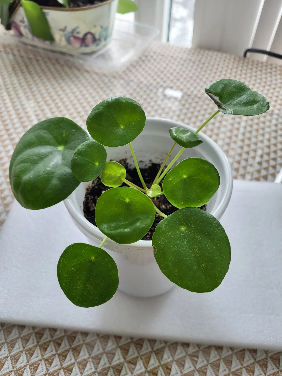 Pilea Peperomioides Plant in White Pot