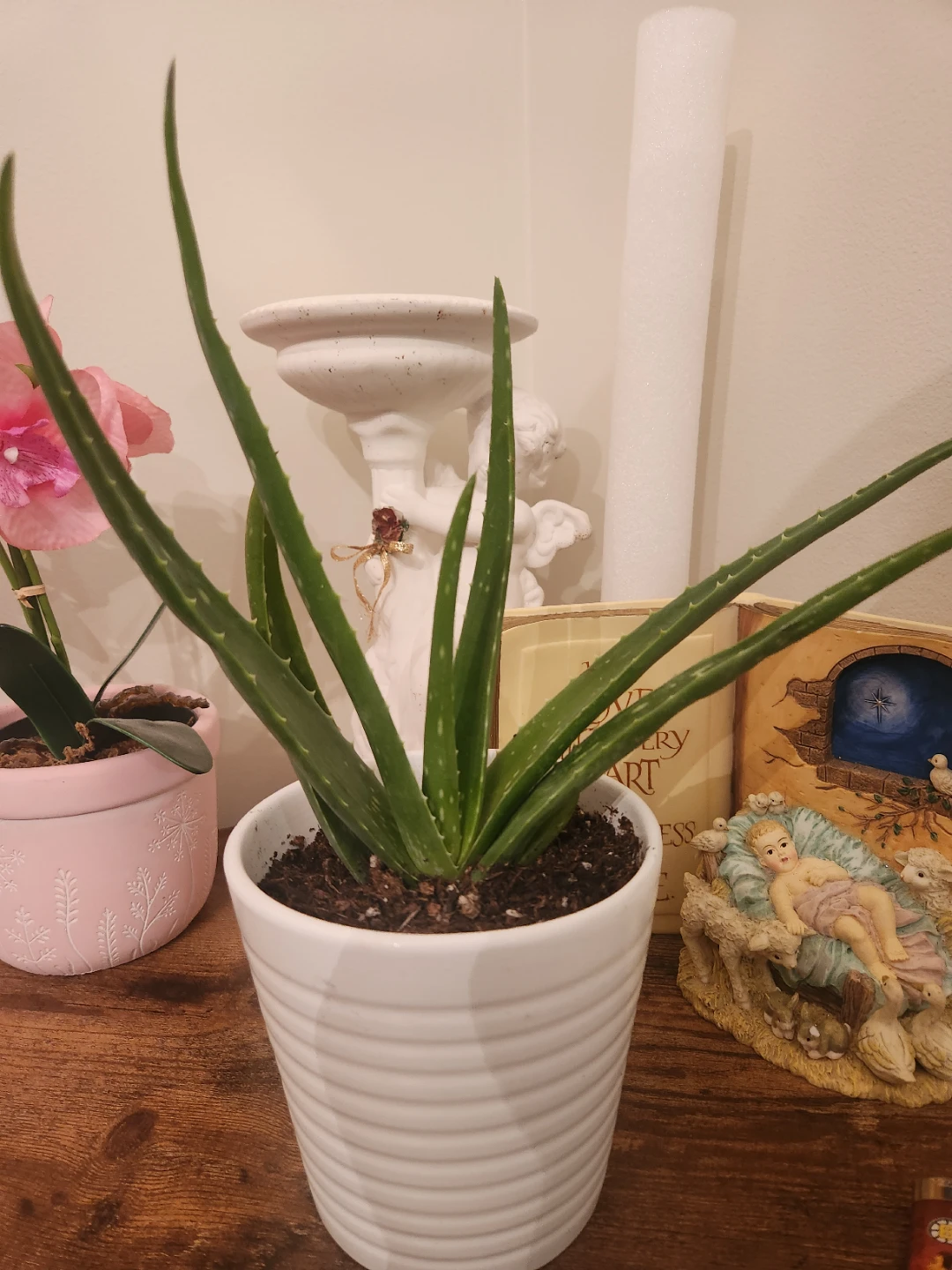 Aloe Vera Plant in White Pot