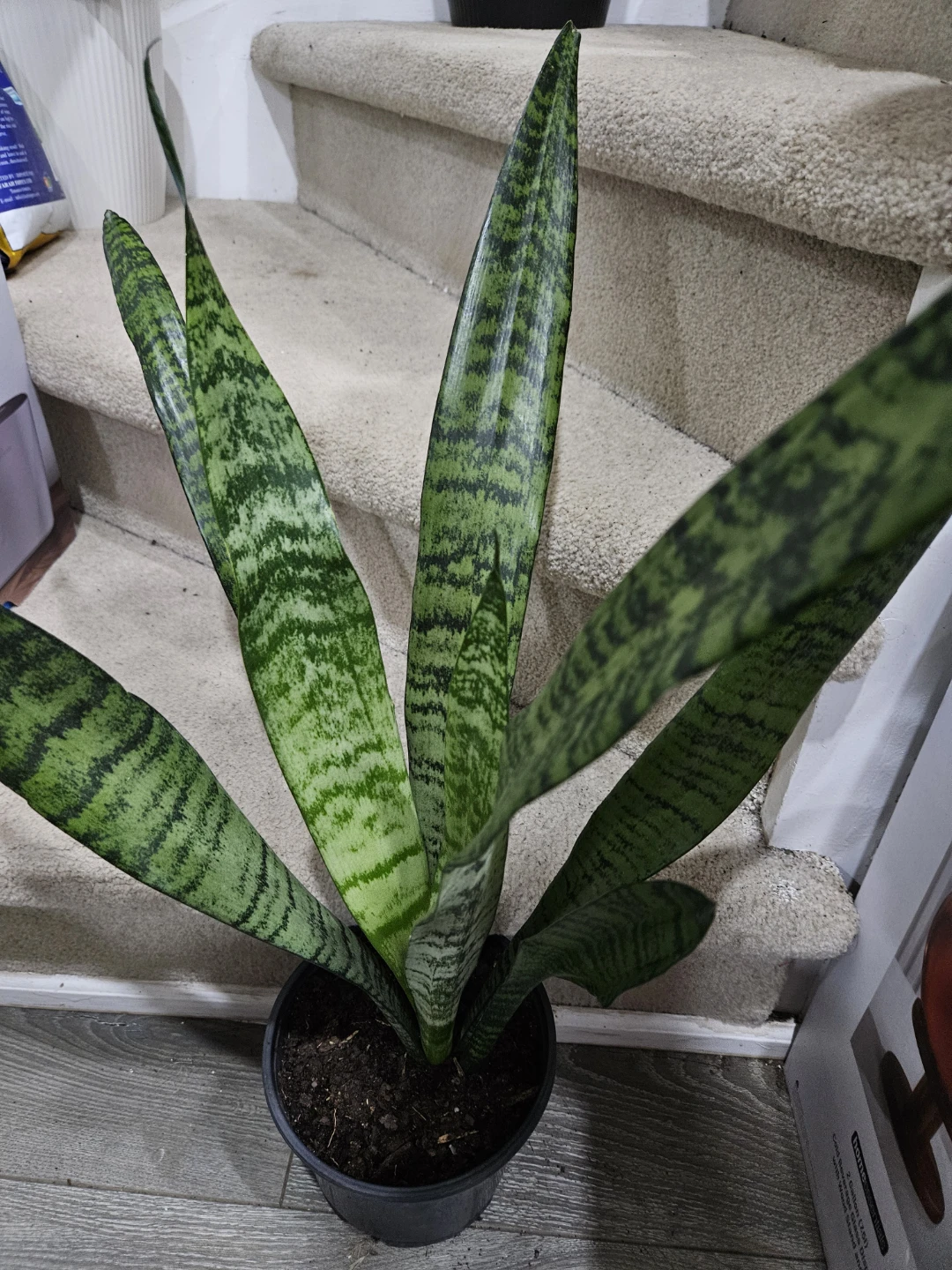 Snake Plant🥕 - photo 2